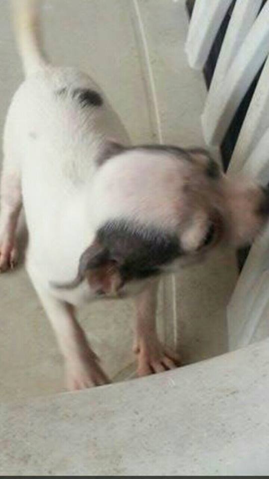 Cha-Cha of reprezentt