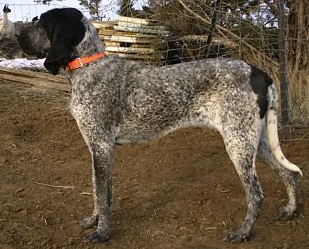 Frosty [Bluetick Coonhound]