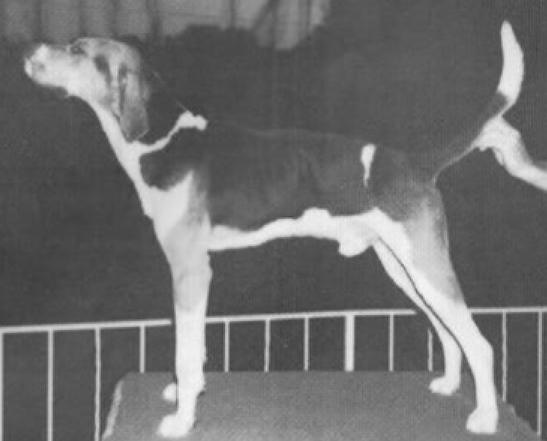 Finley river store coonhounds for sale
