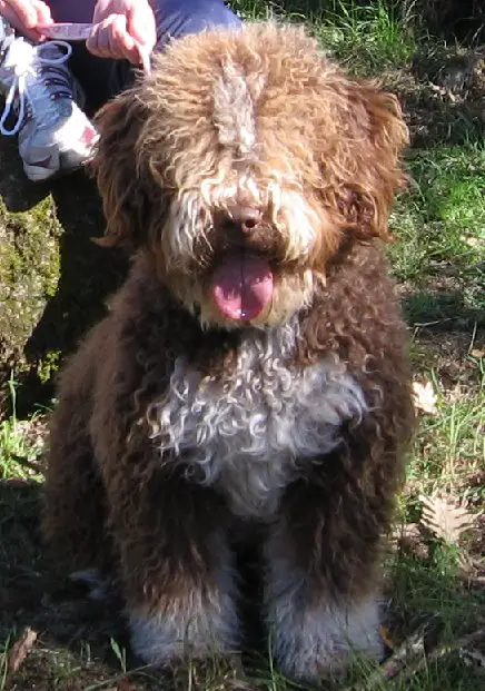 Milka