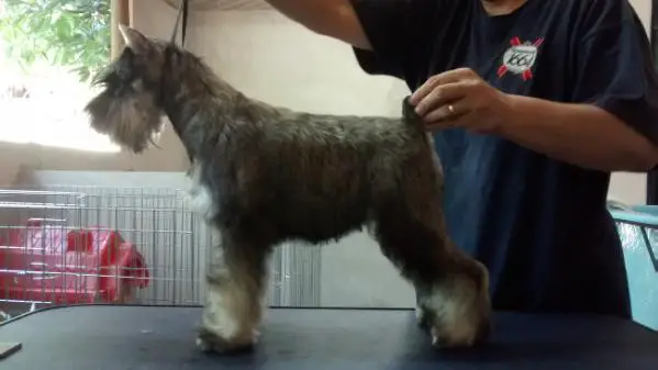 Aretha der villa der hunde