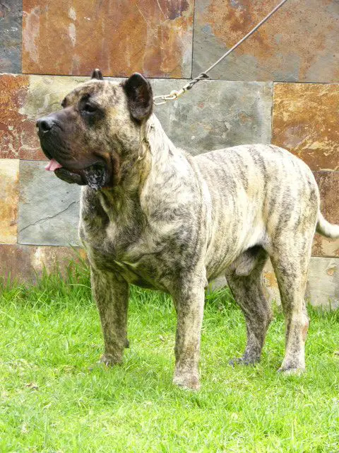 Presa canario pedigree cheap