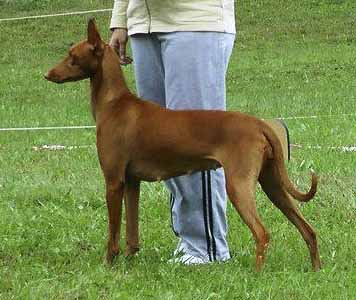 Jataburu Sand Dog Vega