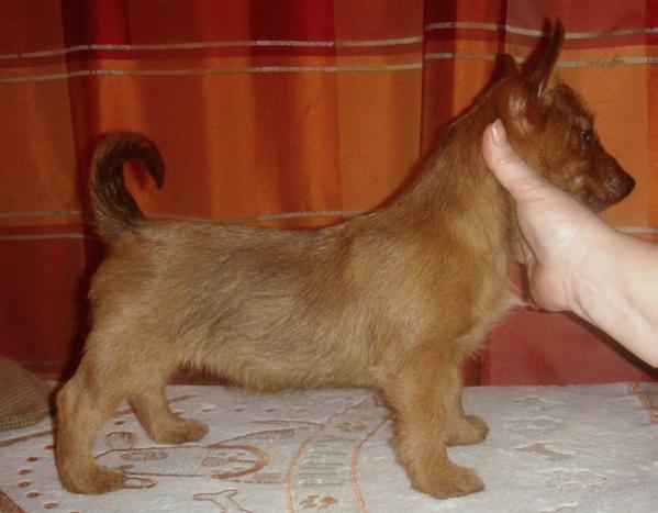 Alf s Nayanova dvora