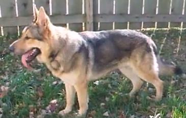 maskless german shepherd