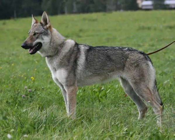 Berry Veľký jarok