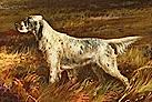 Marvel of Crombie