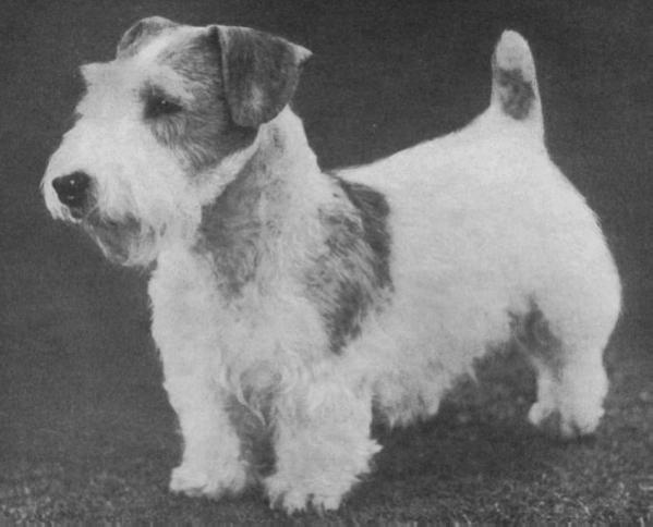 Scotia Stylist