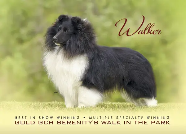Serenity's Walk In The Park