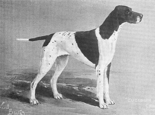 Elizabeth of Crombie