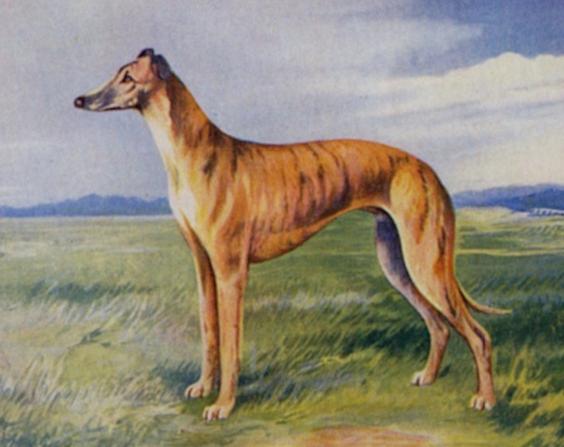 Lattoson of Devoir