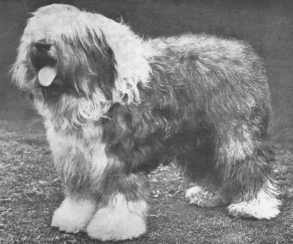 Colin (of Gayton)