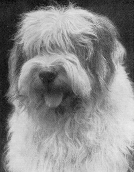 Old Bill (1919)