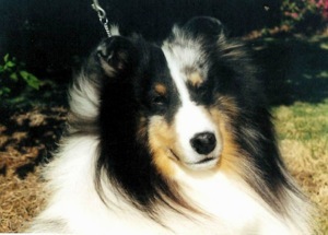 Aynsworth Silver Moonlight