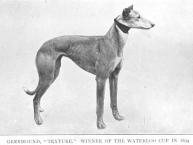 Texture (1892)