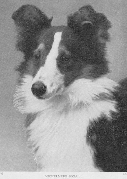 Michelmere Sona