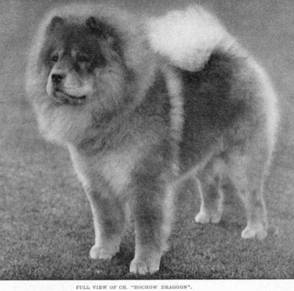 Rochow Dragoon