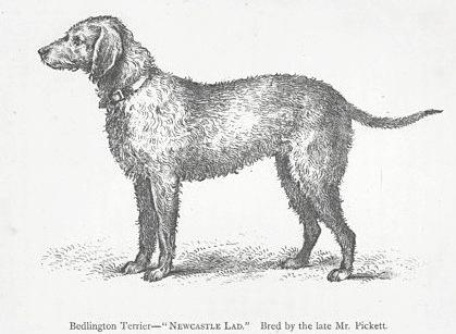 Newcastle Lad (c.1890)