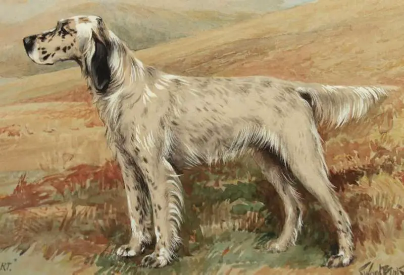 Mallwyd Albert (1910)