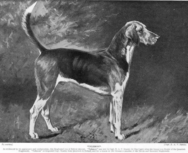 Talisman [English Staghound] Capt. E. A. V. Stanley