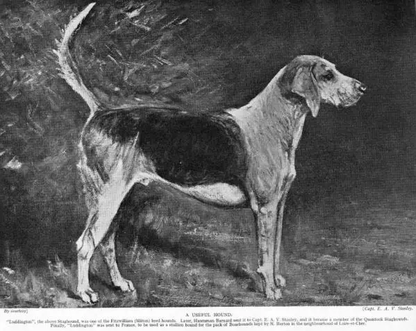 Luddington [English Staghound] Capt. E. A. V. Stanl