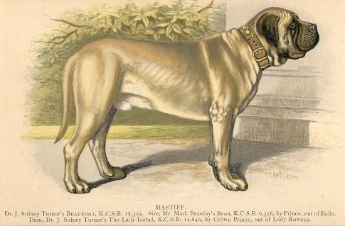 Beaufort (1884) KCSB 13504