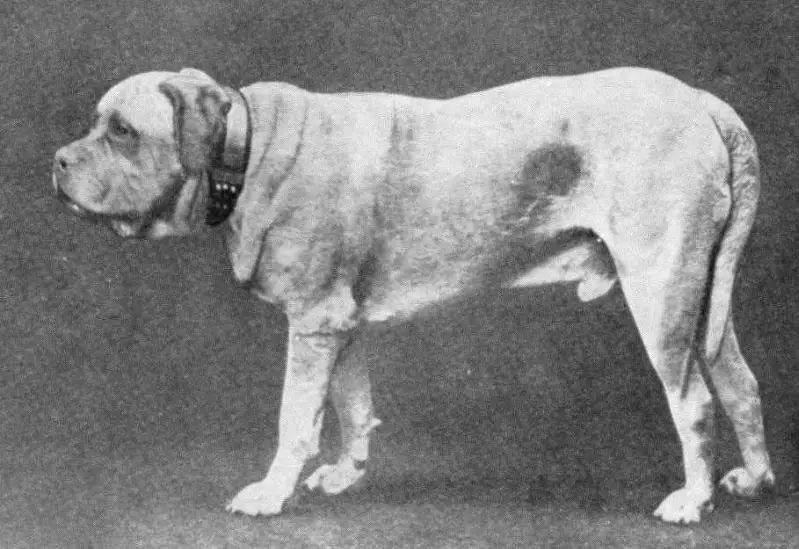Crown Prince (1880) KCSB 10544