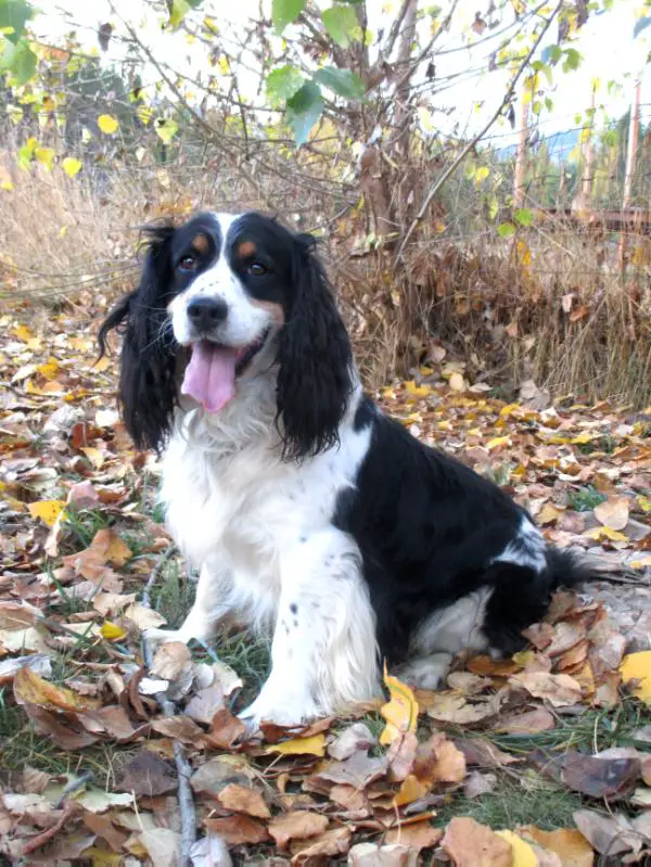 Sir Luke Of Blackbelly