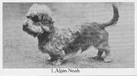 Alpin Noah