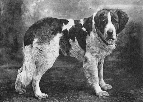 Young Barry [Dr.Th.Kunzli's] Dutch magazine c.1900