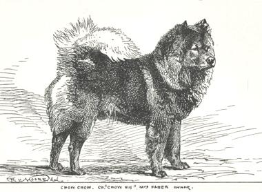 Chow VIII (c.1900) [Mrs Faber's]
