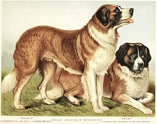 Bayard (c.1881) [Rev. J. Cumming Macdona]