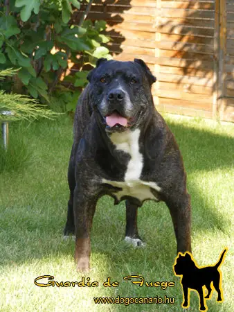 Batallador de Perro Aqueda (Cheyenne)