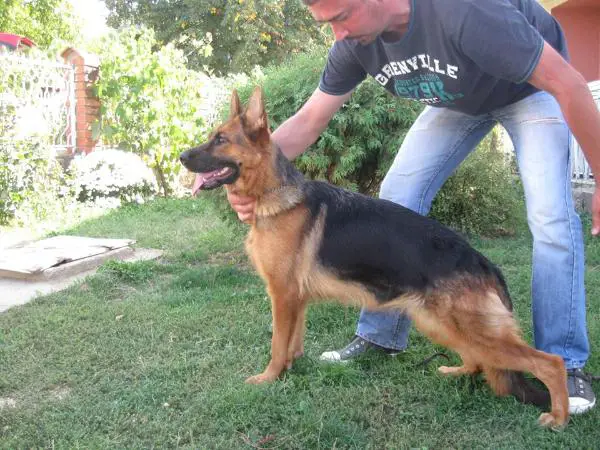 SG, CAC, PRM, BOB, V.P.2, CACIB Aggy Vom Team Panoniansee