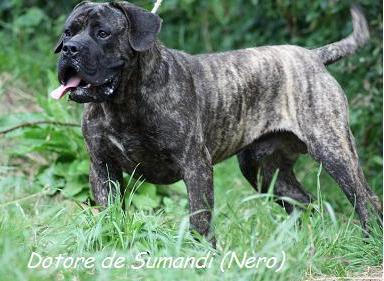 Dotore de Sumendi (Nero)