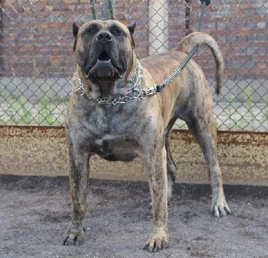 Bicho Xanti Land (Bizco)