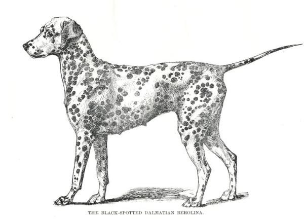 Berolina