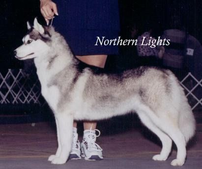 Northern Light's Swift Move
