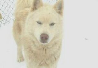 Arctic Shores Apollo