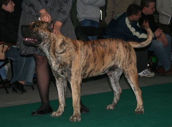 Bubalus Vet Grand