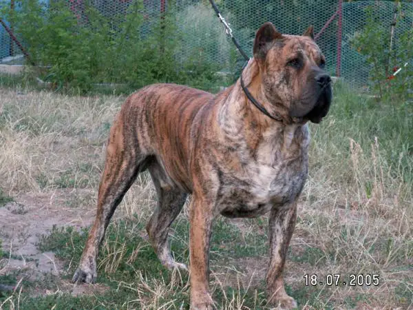 Burbul Xanti Land