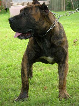 Pluto de Villal Can Garraf (Pluto de Barnacan Bull)