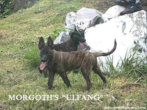 Morgoth´s ulfang (Ortega)