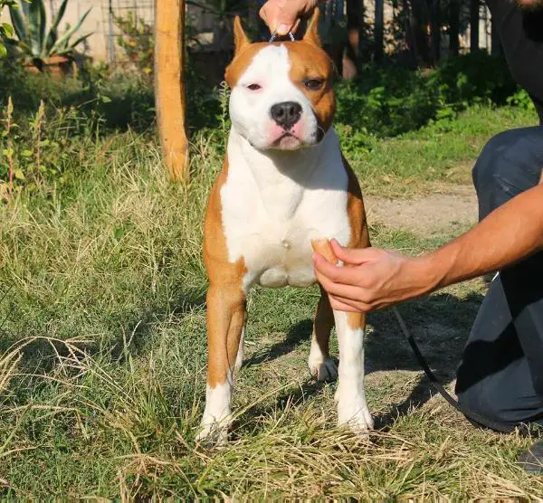 tramadol for dogs uk