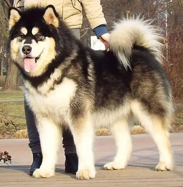 king malamute