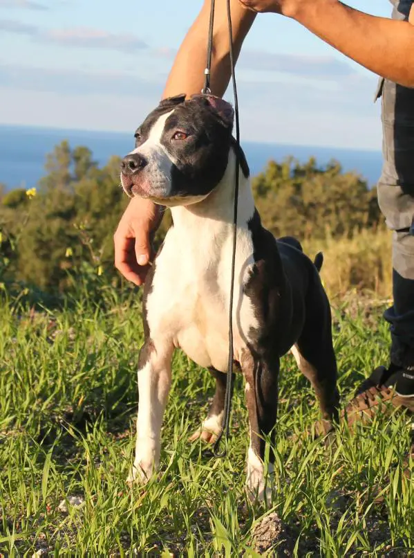 american staffy baby