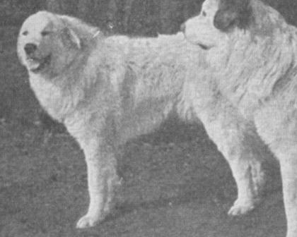 Yel de Langladure (c.1930s?)