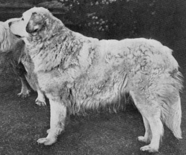 Thora (NHSB) 19685