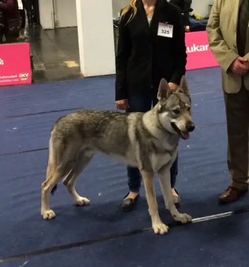 Albireo Echelon Wolf