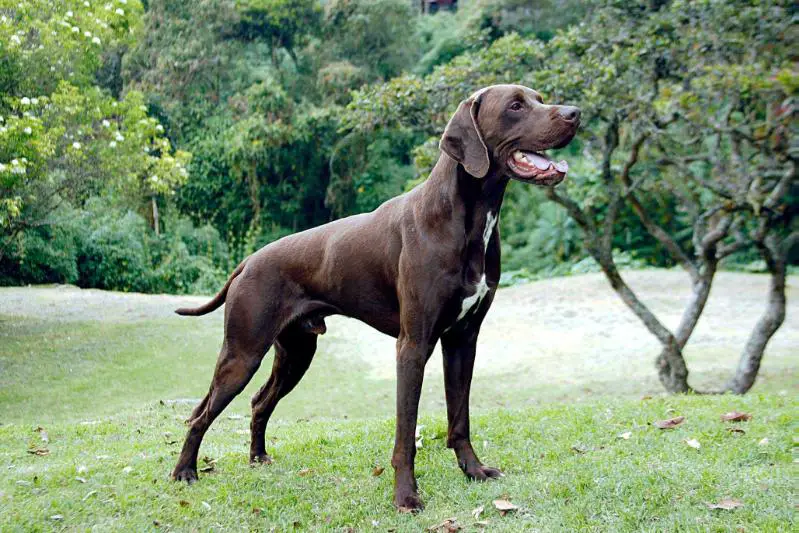 Monilus facundo